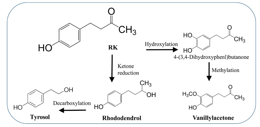 香精與香料(71)—覆盆子酮(Raspberry ketone)