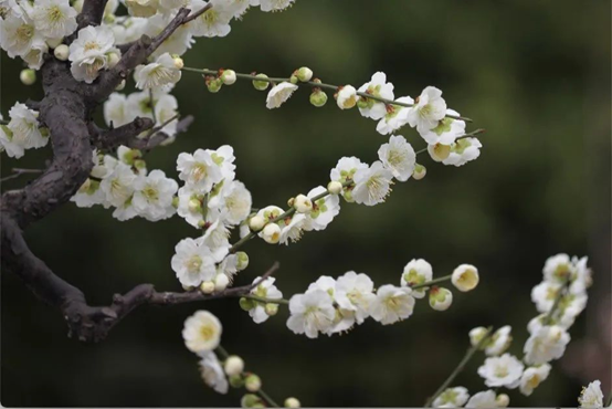 香精與香料(74)—梅花香