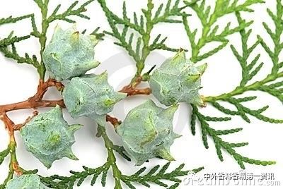 Flavor & Fragrance 文獻(xiàn)綜述：天然香精提取，生產(chǎn)和研究領(lǐng)域的進(jìn)展