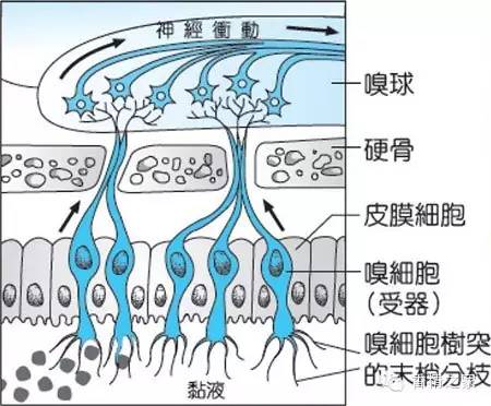 香水的背后