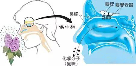 香水的背后