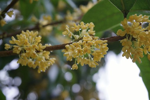 幾種常見(jiàn)的花香香精