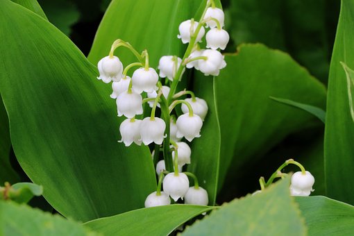 幾種常見(jiàn)的花香香精