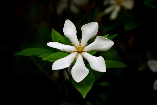 幾種常見(jiàn)的花香香精