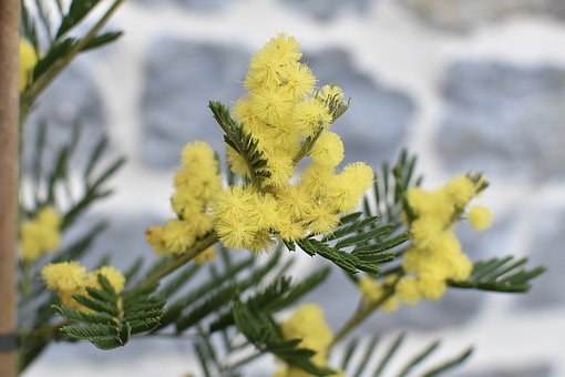 幾種常見(jiàn)的花香香精