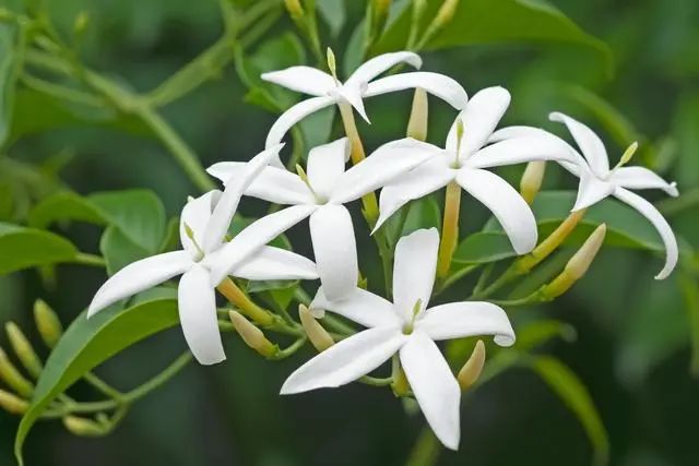 室內(nèi)種植這幾種植物，讓你的房間充滿芳香，凈化空氣，芬芳室內(nèi)