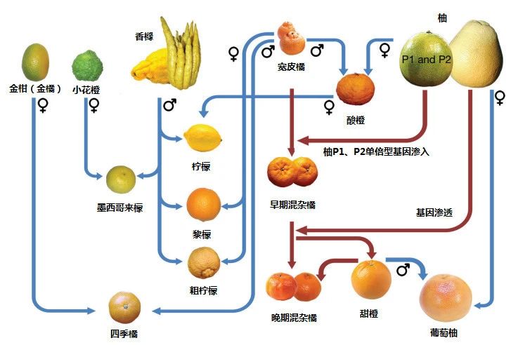 檸檬氣味原料合集（上）