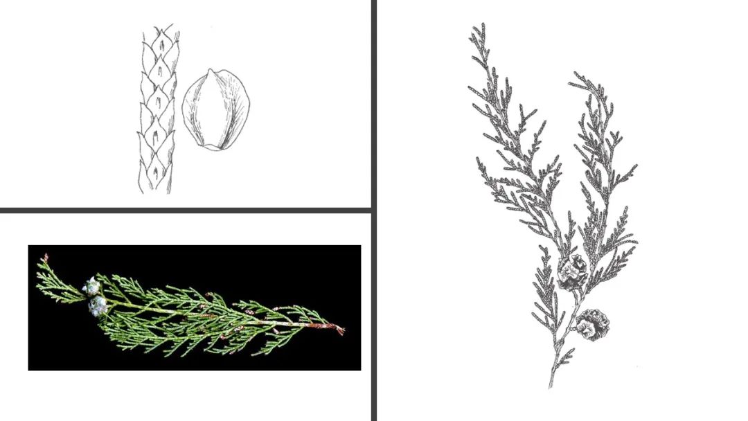 香精與香料(106)—柏木